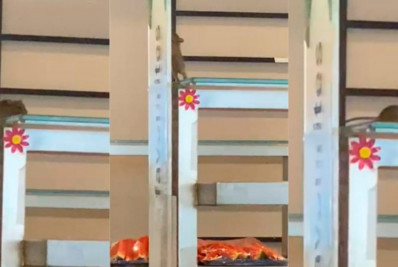 Rato aparece em 'bandejão' da PUC-SP e universidade interdita local