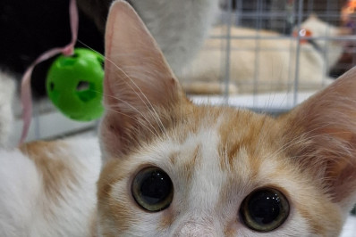 Caxias Shopping promove 'Campanha Adote um Pet' em apoio à causa animal 