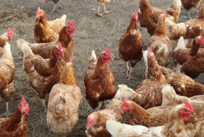 Gripe aviária: Kuwait é o 24º destino a pausar importação, mas Brasil negocia flexibilização