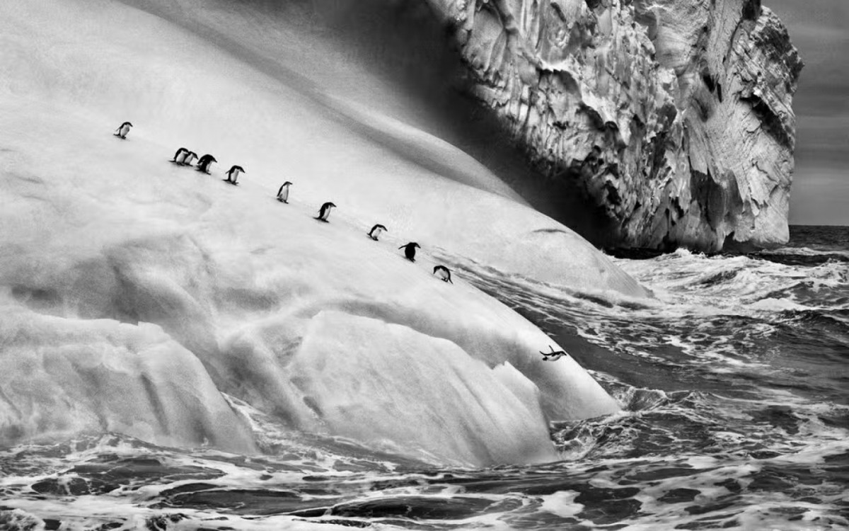 Fotografia \'Pinguins de Barbicha\' 