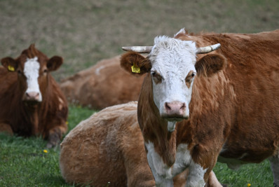 Surto de gripe aviária em mamíferos duplicou no mundo em 2024, alerta agência