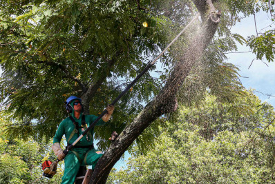 Poda de árvores interdita temporariamente a Estrada Leopoldo Fróes