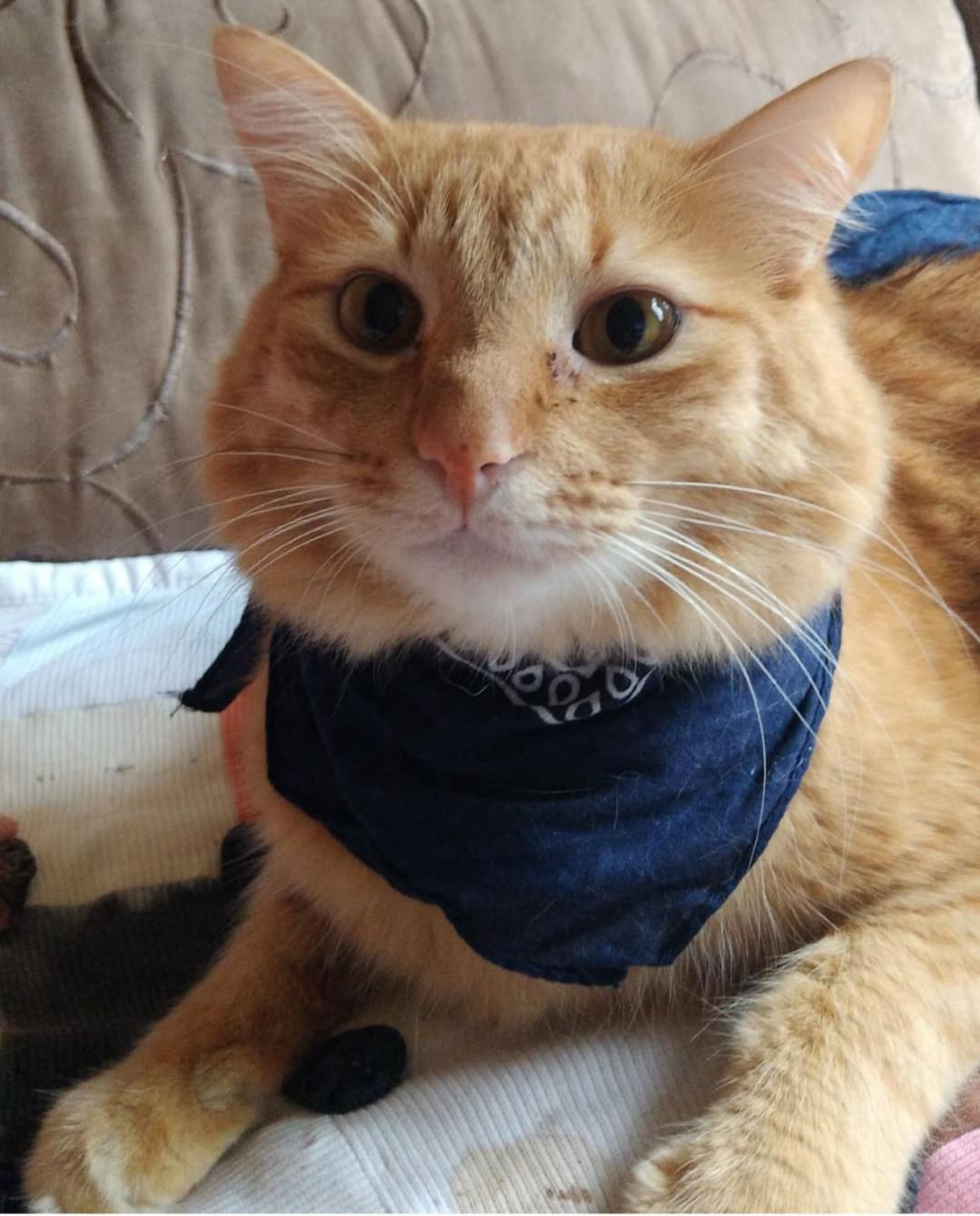 O gatinho Gostoso, que exibe um olhar curioso, tem 10 aninhos