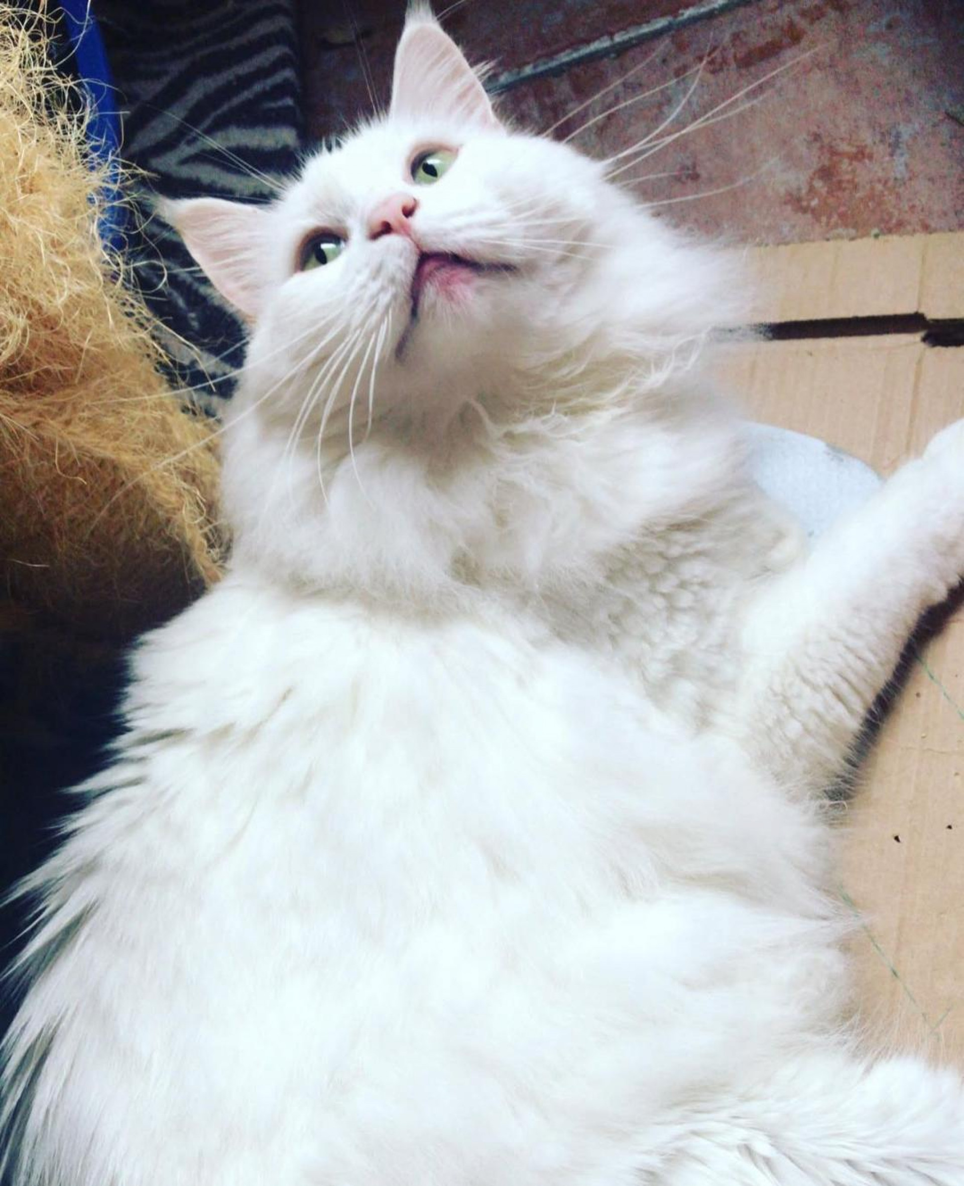 O charmoso Branquinho, de 7 anos, foi encontrado em Realengo