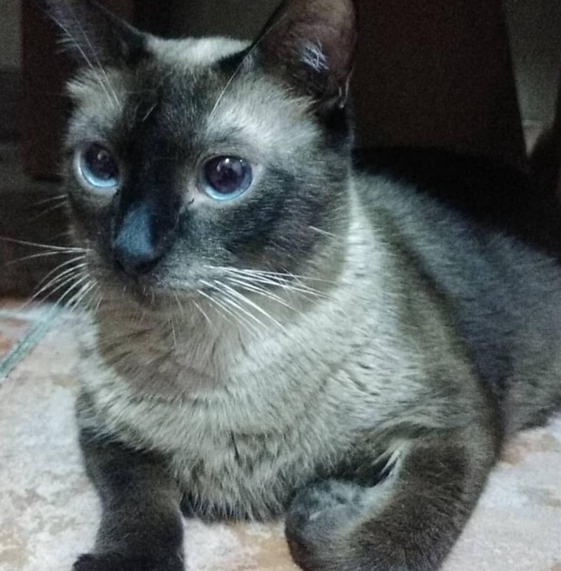 O gatinho Biel tem 7 anos e foi  resgatado dentro de um condomínio