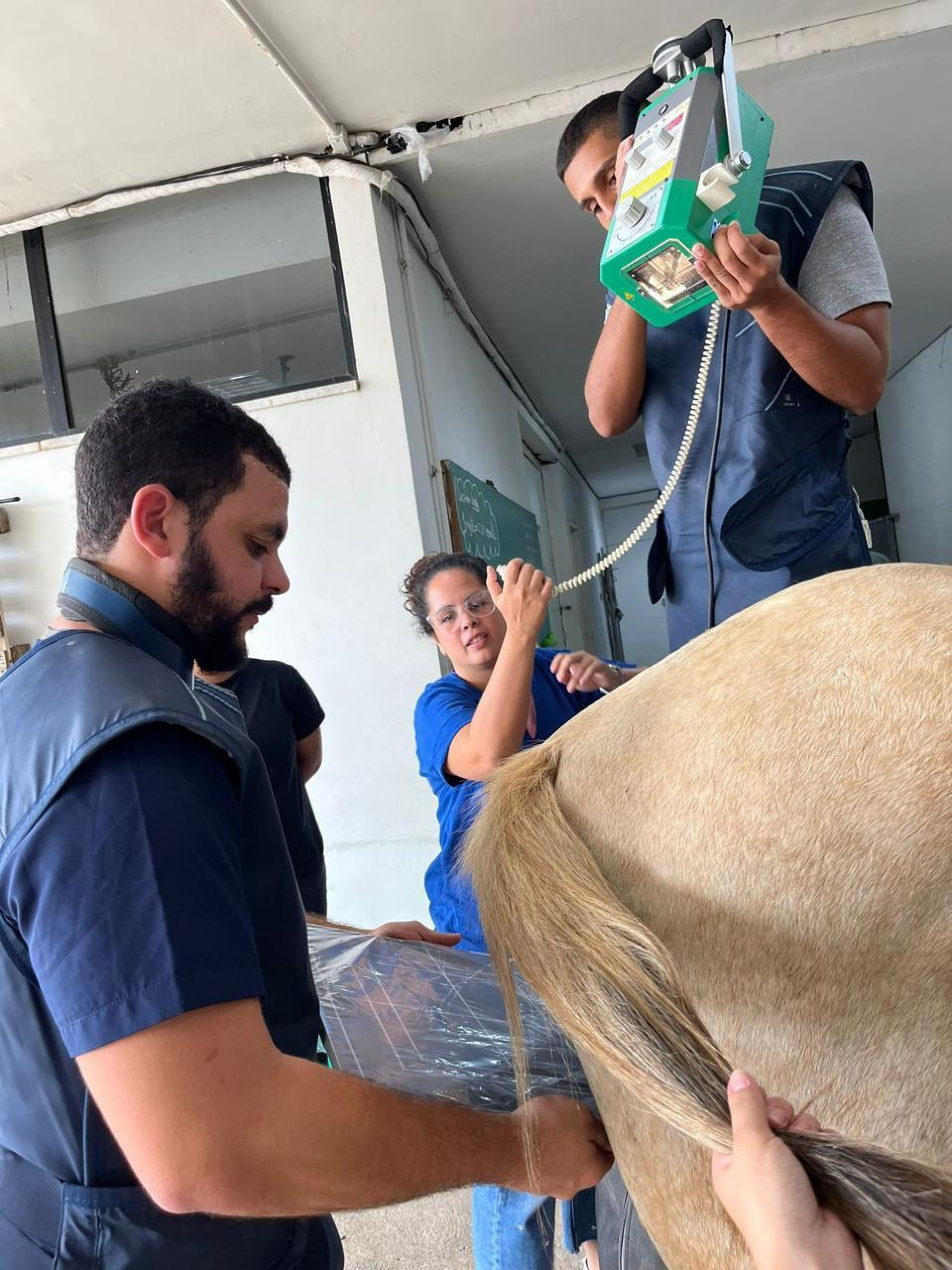 Cavalo passa por cirurgia na UENF