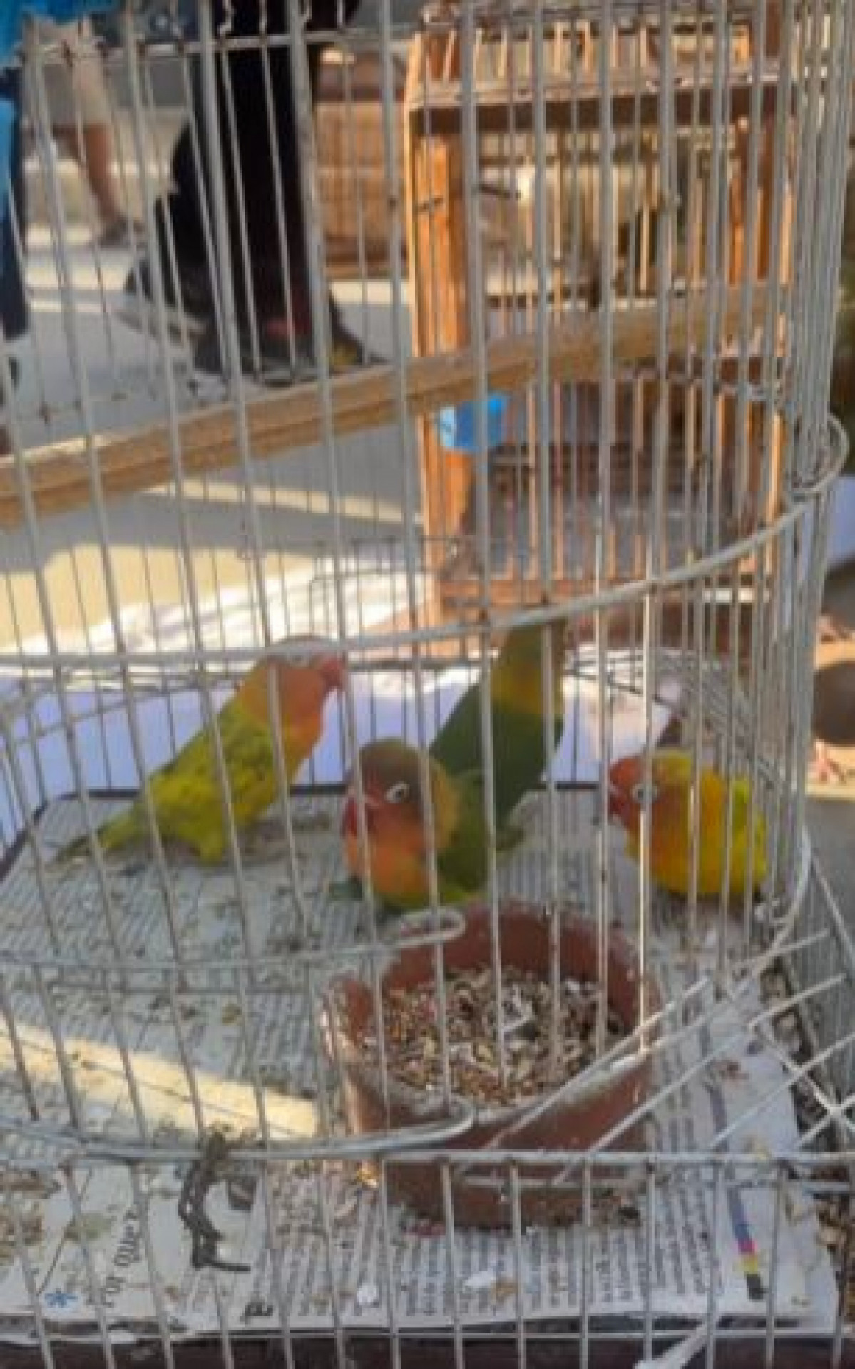 Ao todo, 52 aves foram apreendidas na feira da Tijuca - Ana Fernanda Freire