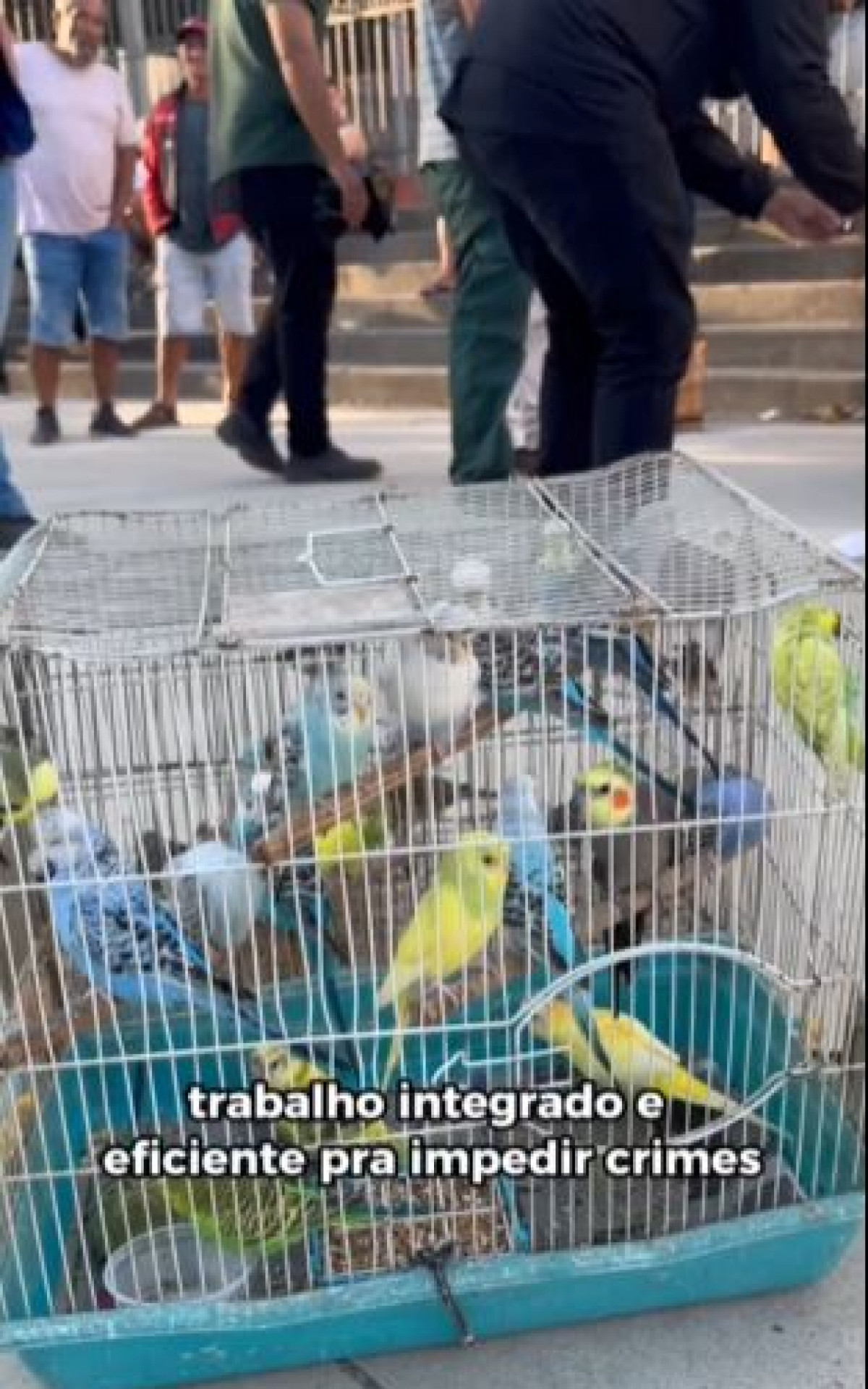 Ao todo, 52 aves foram apreendidas na feira da Tijuca - Ana Fernanda Freire