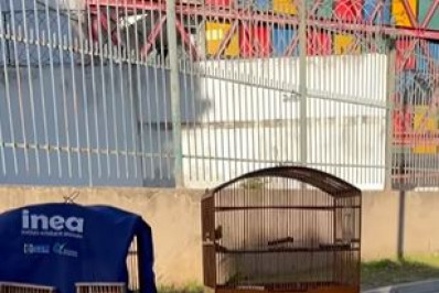 Mais de 50 pássaros vendidos ilegalmente em feira são apreendidos na Tijuca