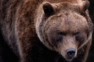 Eslováquia autoriza comércio de carne de urso apesar das críticas
