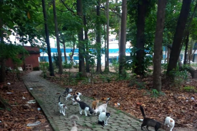 Mortes em série de gatos levantam suspeita de envenenamento na Zona Norte do Rio