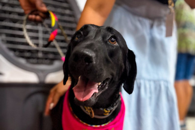 Itaipu recebe Feira de Adoção Pet em parceria com o Grupo Adotar é o Bicho