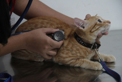 São Gonçalo abre mais 730 vagas para castração de cães e gatos