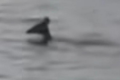 Cervo perdido é resgatado por pescadores na Lagoa de Araruama