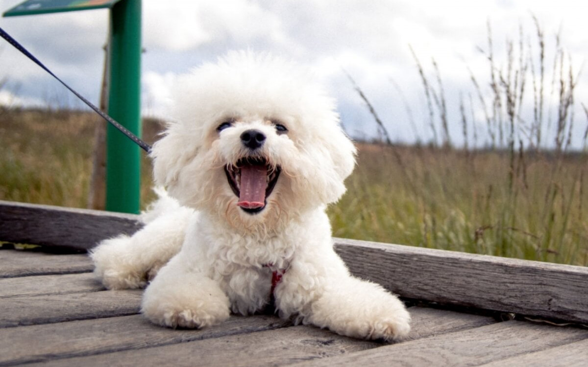 O bichon fris&eacute; encanta por sua intelig&ecirc;ncia e temperamento amig&aacute;vel (Imagem: Vit Tiser | Shutterstock) 
