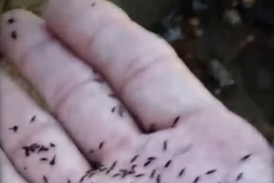 Moradores reclamam de infestação de borrachudos em diferentes regiões do Rio