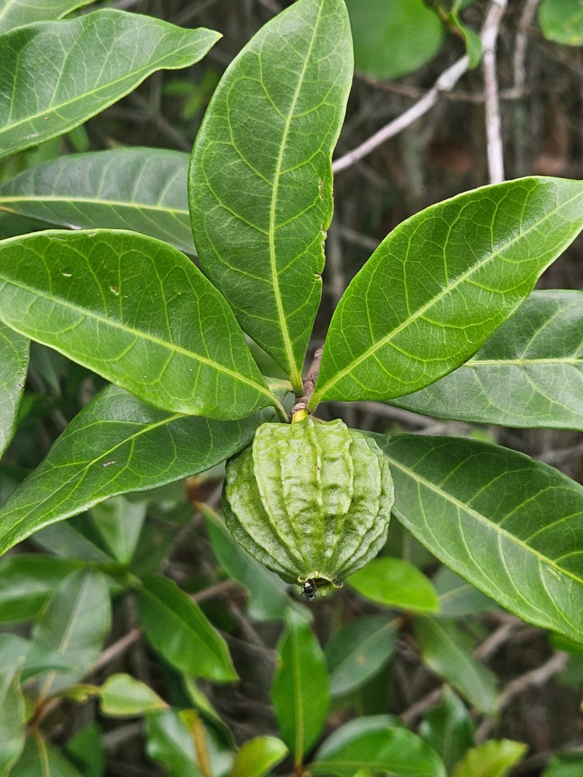 Prefeitura de Saquarema abrirá ao público a exposição sensorial 'Joias da Restinga' - Divulgação/Prefeitura de Saquarema