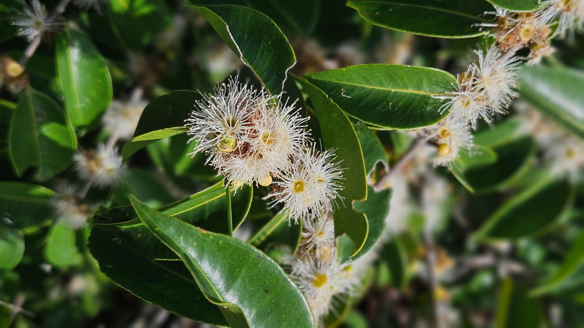 Prefeitura de Saquarema abrirá ao público a exposição sensorial 'Joias da Restinga' - Divulgação/Prefeitura de Saquarema