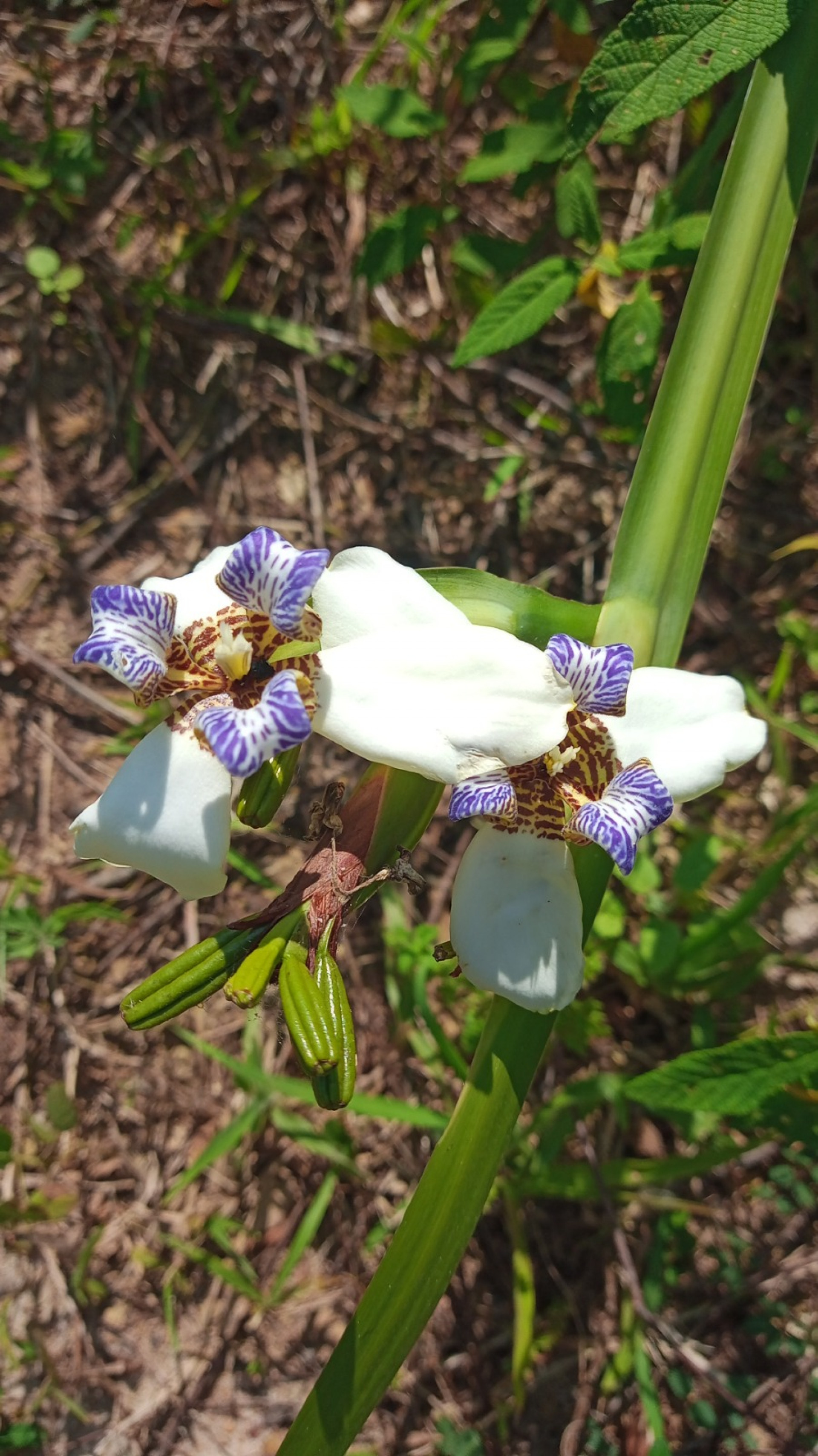 Prefeitura de Saquarema abrirá ao público a exposição sensorial 'Joias da Restinga' - Divulgação/Prefeitura de Saquarema