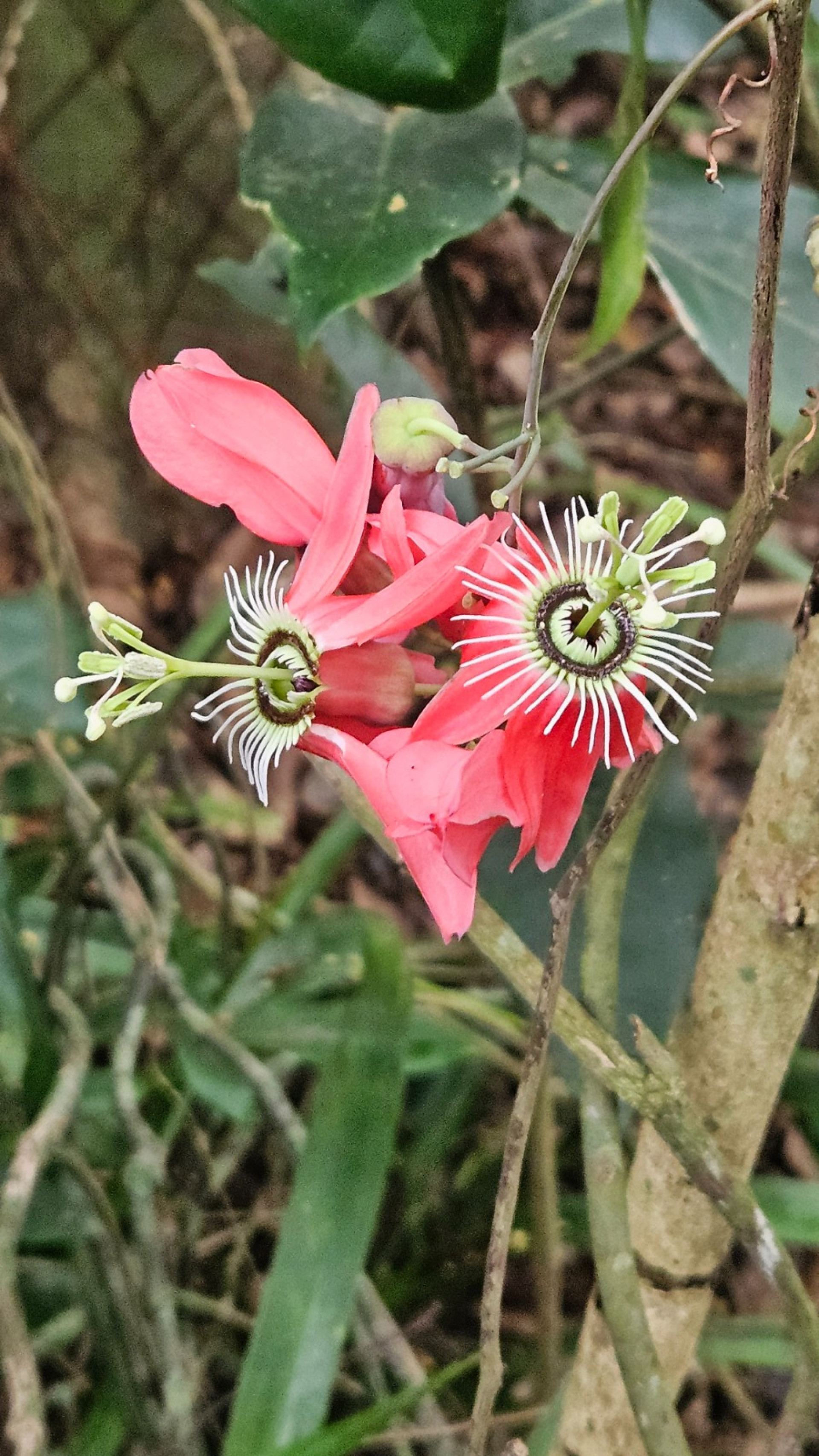 Prefeitura de Saquarema abrirá ao público a exposição sensorial 'Joias da Restinga' - Divulgação/Prefeitura de Saquarema