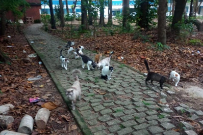 Mortes suspeitas de gatos expõem o abandono do Parque Recanto do Trovador,