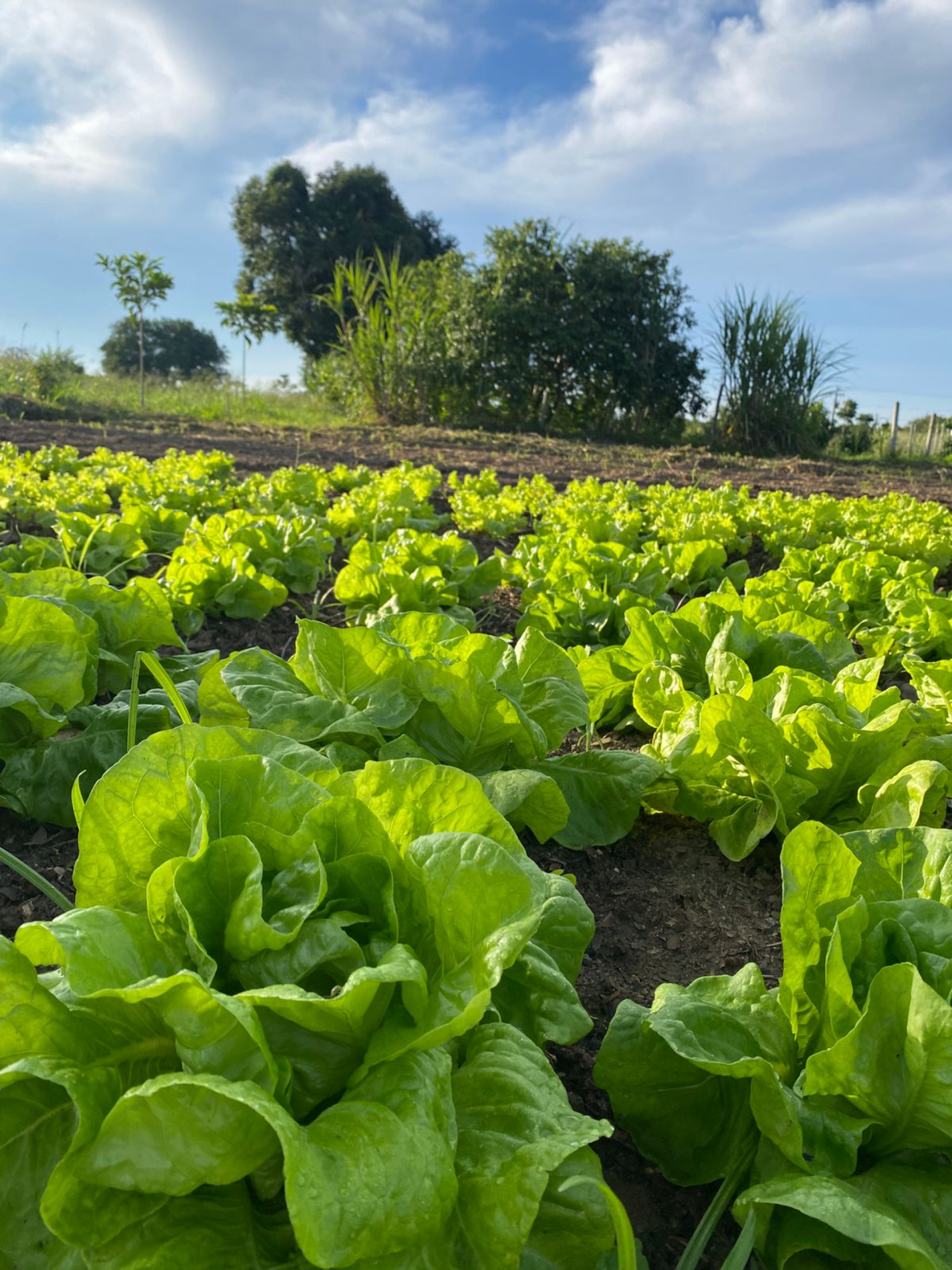 Prefeitura de Saquarema produz alimentos de qualidade para abastecer a mesa dos mais vulneráveis - Divulgação/Prefeitura de Saquarema