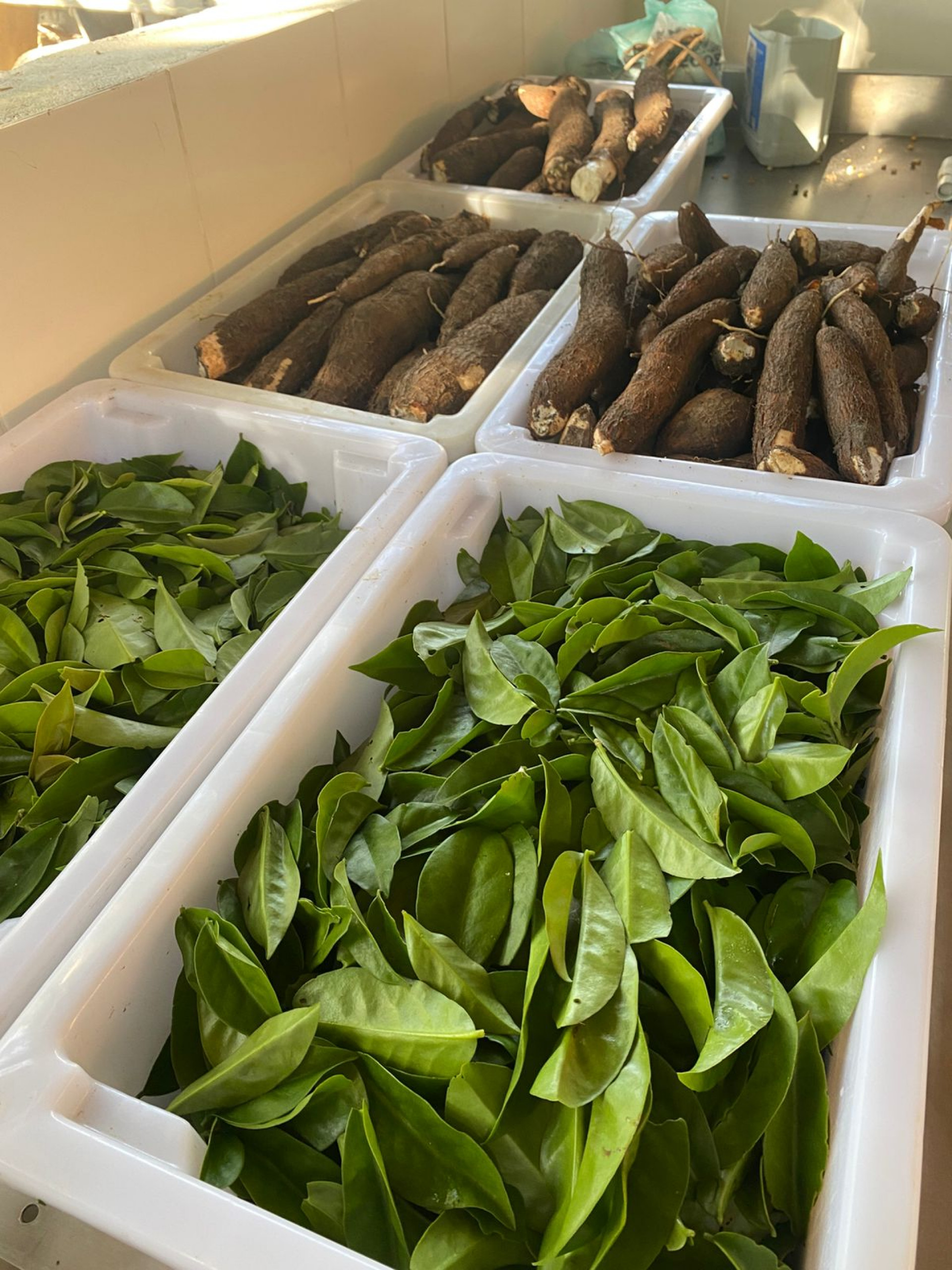 Prefeitura de Saquarema produz alimentos de qualidade para abastecer a mesa dos mais vulneráveis - Divulgação/Prefeitura de Saquarema