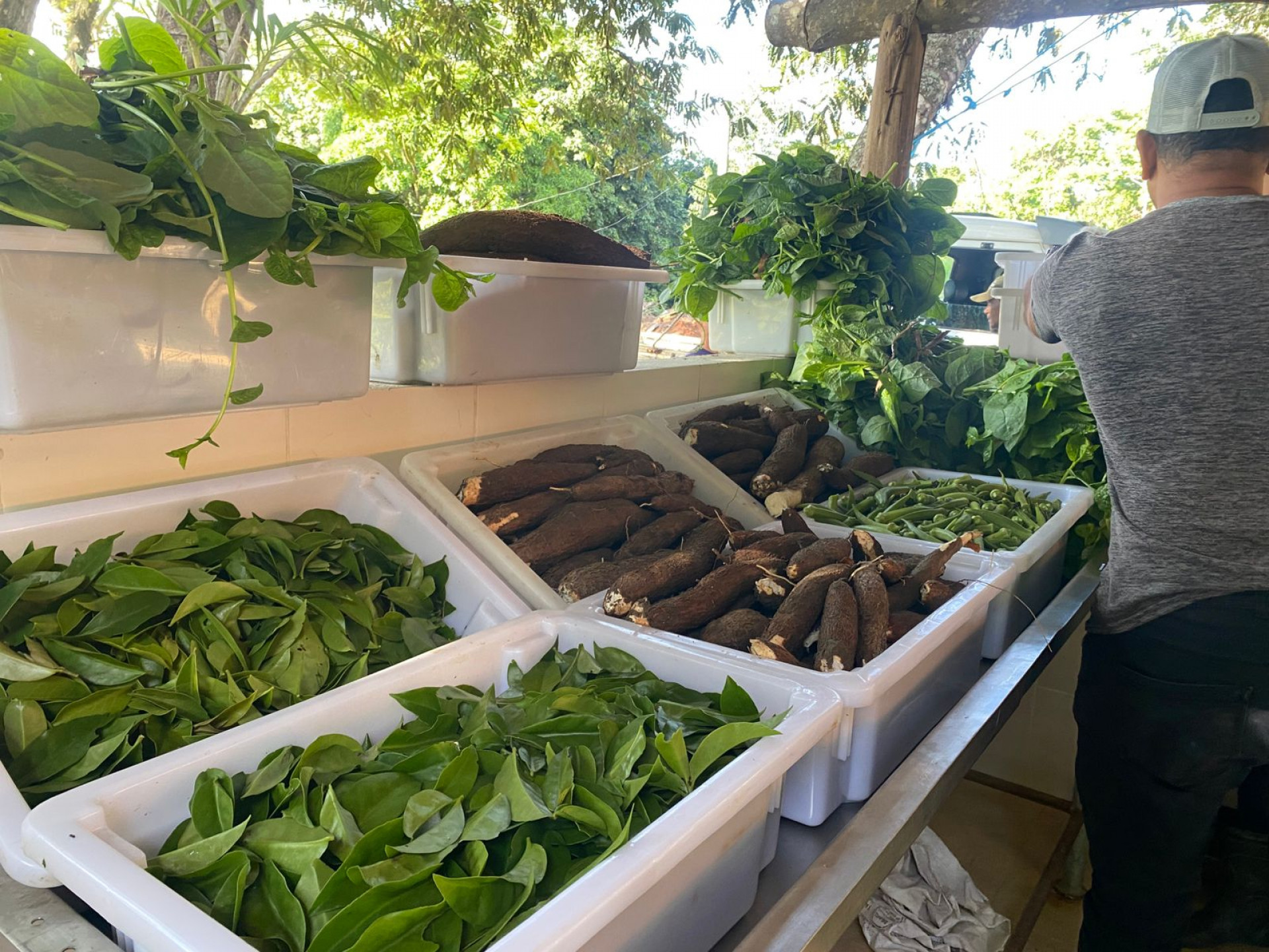 Prefeitura de Saquarema produz alimentos de qualidade para abastecer a mesa dos mais vulneráveis - Divulgação/Prefeitura de Saquarema