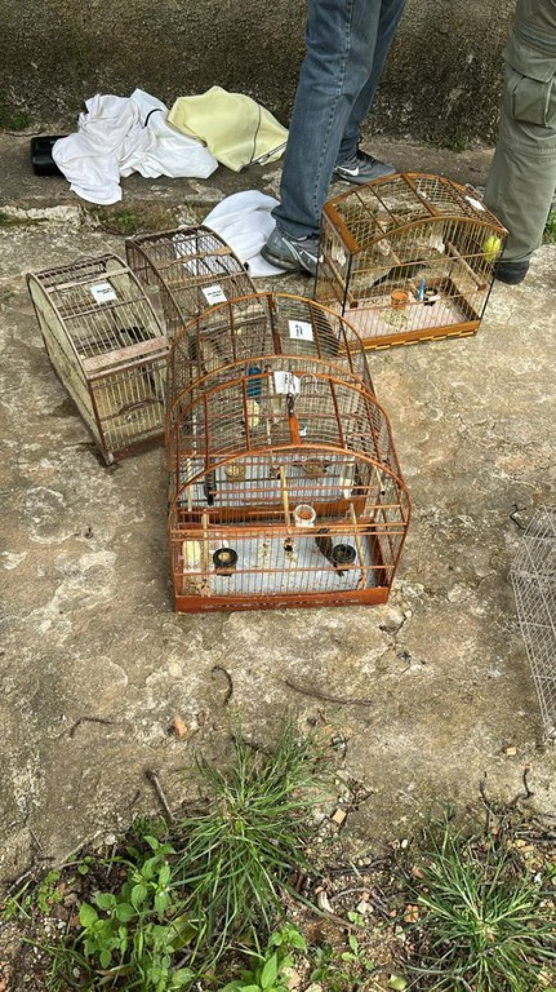 Pássaros foram resgatados no Morin