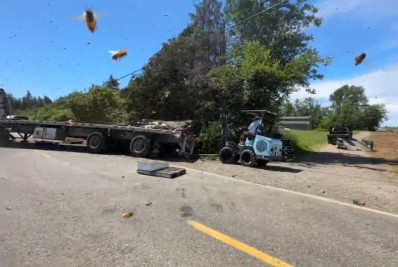 Vídeo: caminhão tomba e 14 milhões abelhas escapam nos Estados Unidos