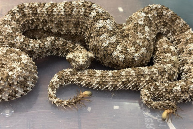 Homem é preso em aeroporto ao tentar entrar com 47 cobras venenosas na bagagem; veja fotos