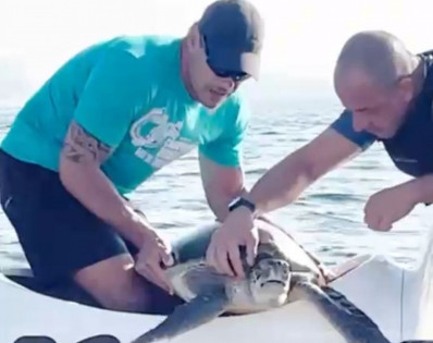Tartaruga marinha, presa em rede de pesca, é resgatada na Baía de Guanabara