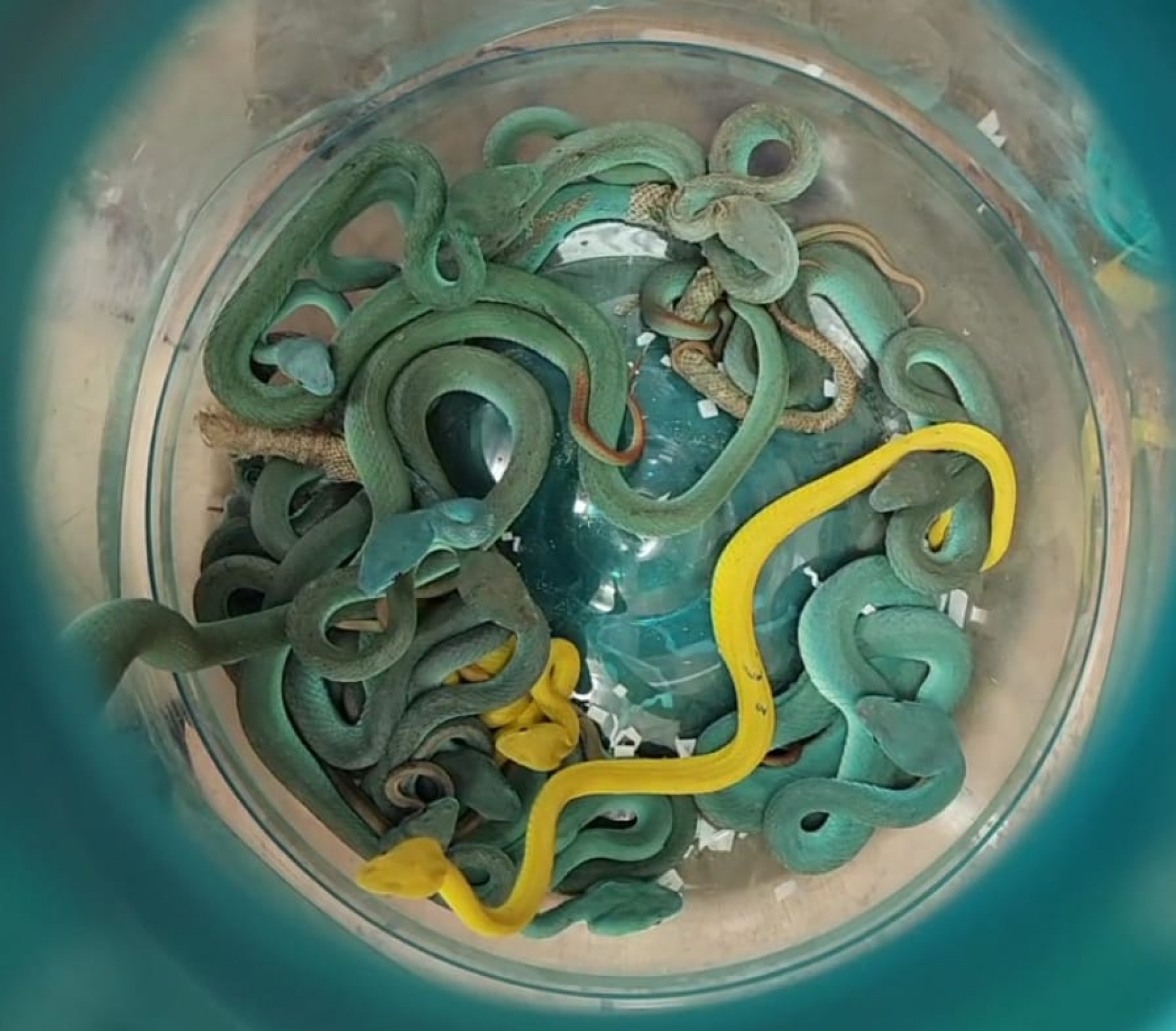 Balde com parte das cobras que o passageiro transportava - Reprodução/Redes Sociais