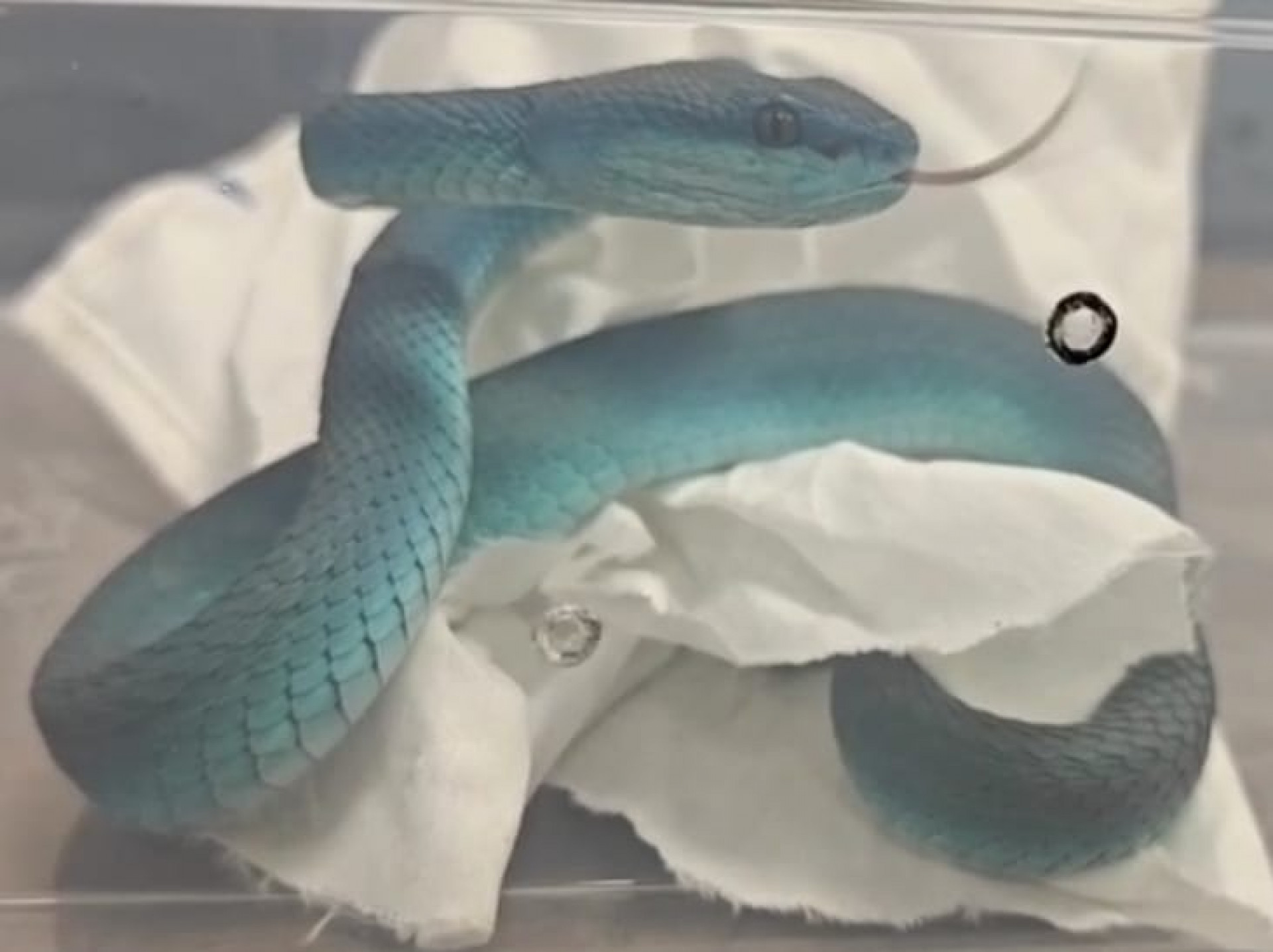 Homem foi detido ao chegar a Mumbai, na Índia - Reprodução/Redes Sociais