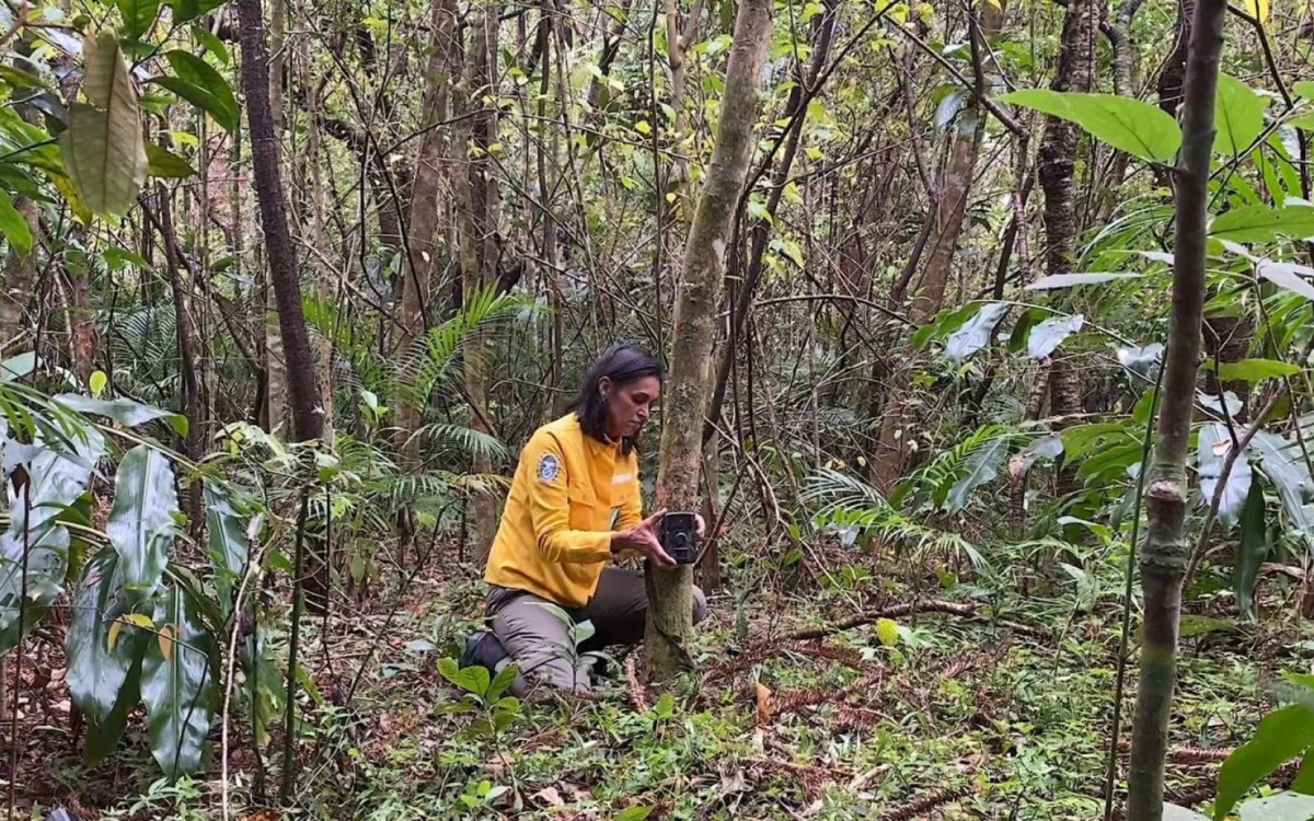 Câmeras foram instaladas na Rebio Araras