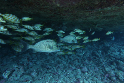 Com financiamento de até R$ 1 milhão, programa de bolsas da FUNBIO abre inscrições