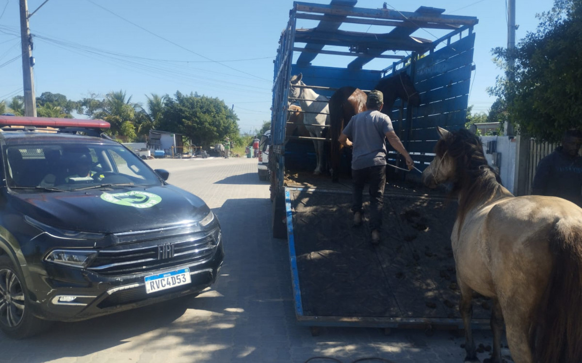 Operação para apreensão de cavalos soltos