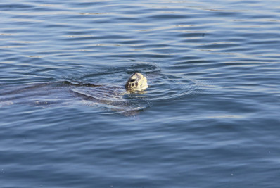 Fotos! Tartarugas são vistas na Baía de Guanabara