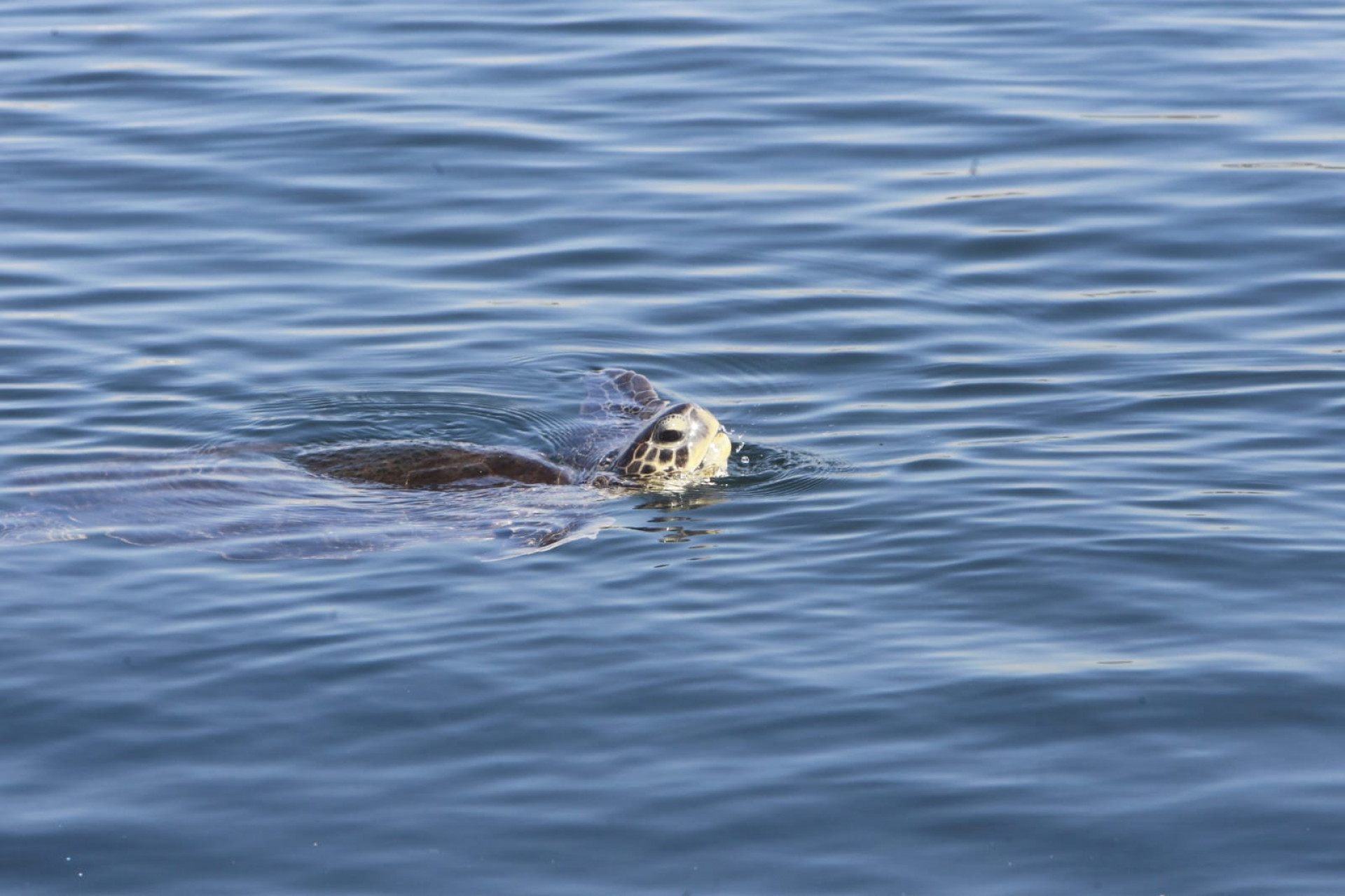 Baía de Guanabara, no trecho próximo ao aeroporto Santos Dumont, nesta quinta-feira (5) - Reginaldo Pimenta / Agência O Dia