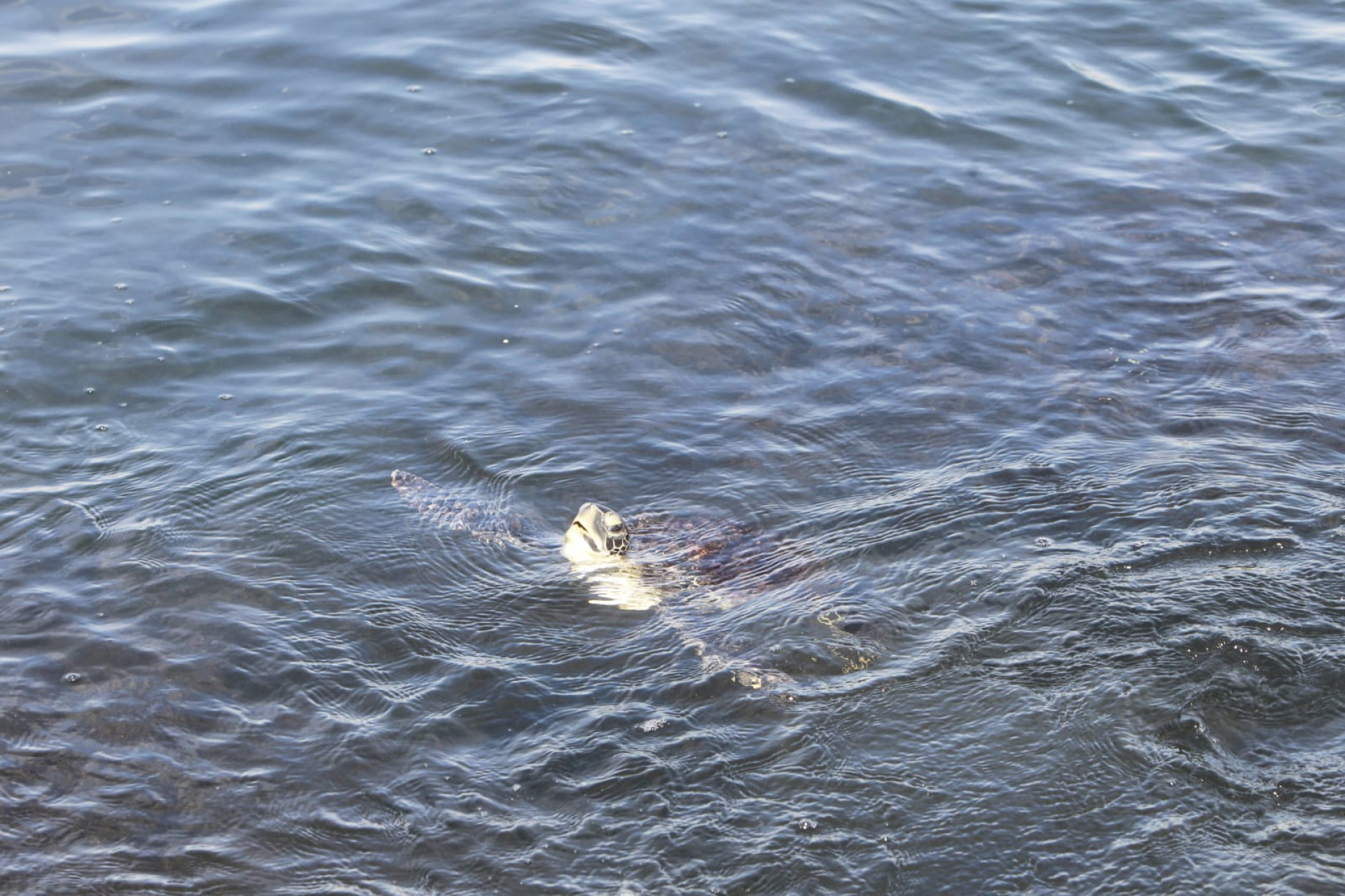 Baía de Guanabara, no trecho próximo ao aeroporto Santos Dumont, nesta quinta-feira (5) - Reginaldo Pimenta / Agência O Dia