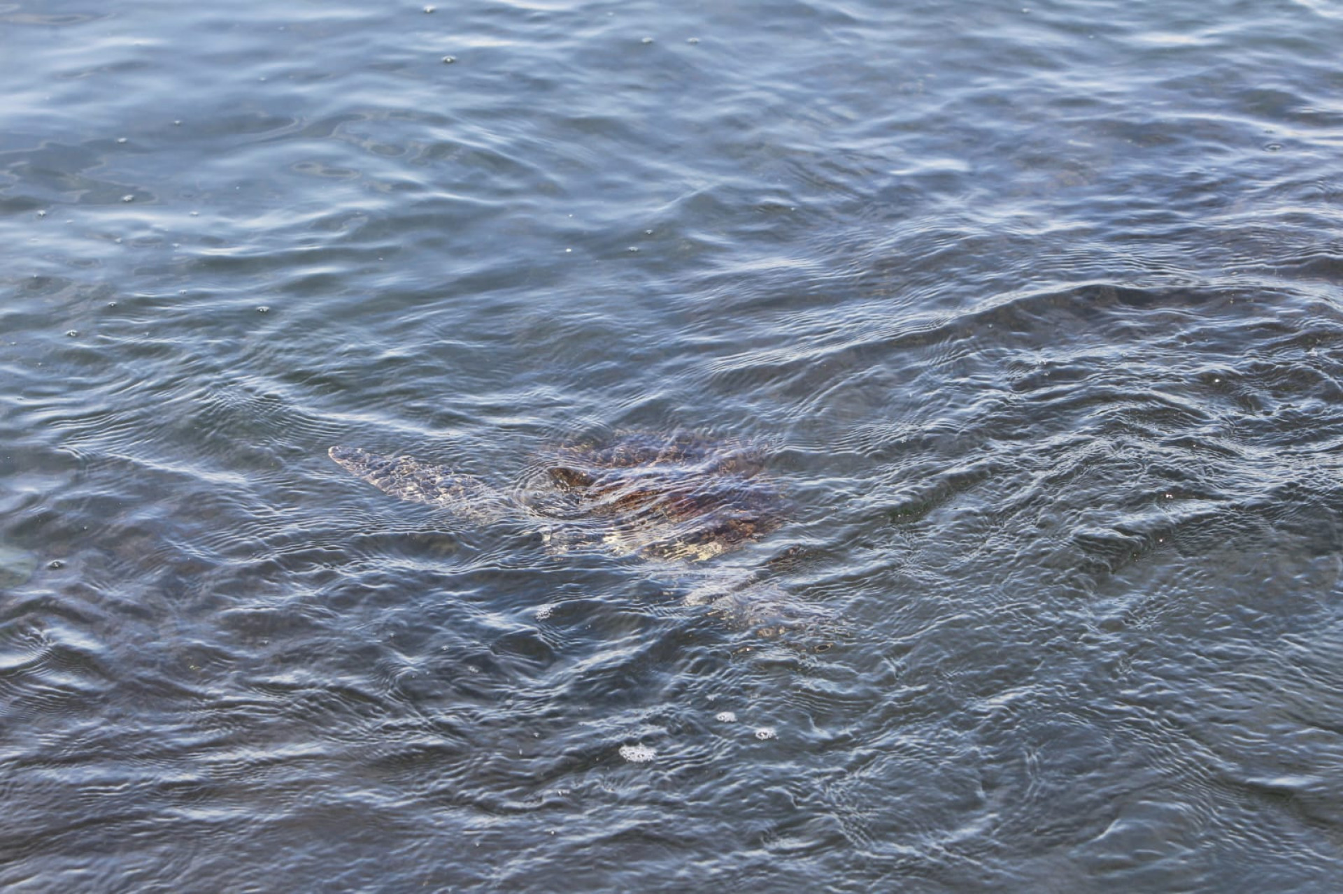 Baía de Guanabara, no trecho próximo ao aeroporto Santos Dumont, nesta quinta-feira (5) - Reginaldo Pimenta / Agência O Dia
