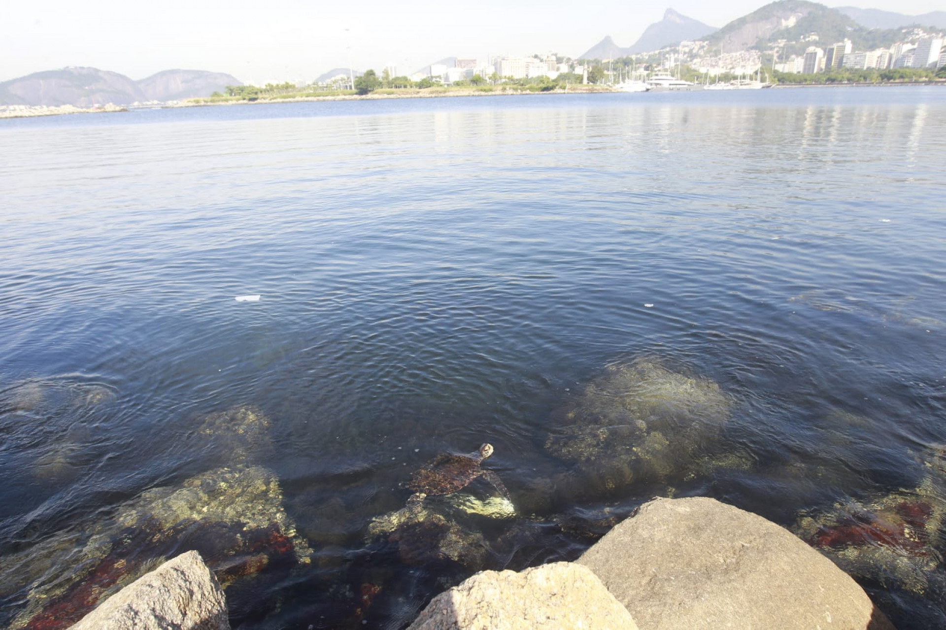 Baía de Guanabara, no trecho próximo ao aeroporto Santos Dumont, nesta quinta-feira (5) - Reginaldo Pimenta / Agência O Dia