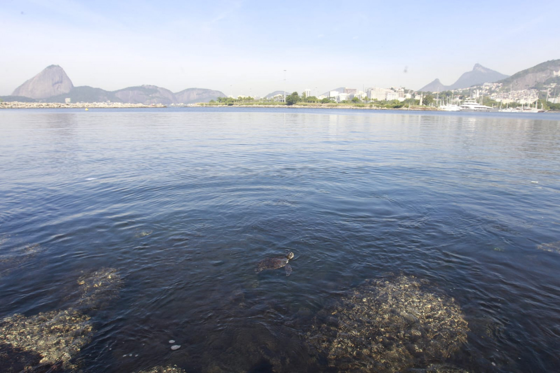 Baía de Guanabara, no trecho próximo ao aeroporto Santos Dumont, nesta quinta-feira (5) - Reginaldo Pimenta / Agência O Dia
