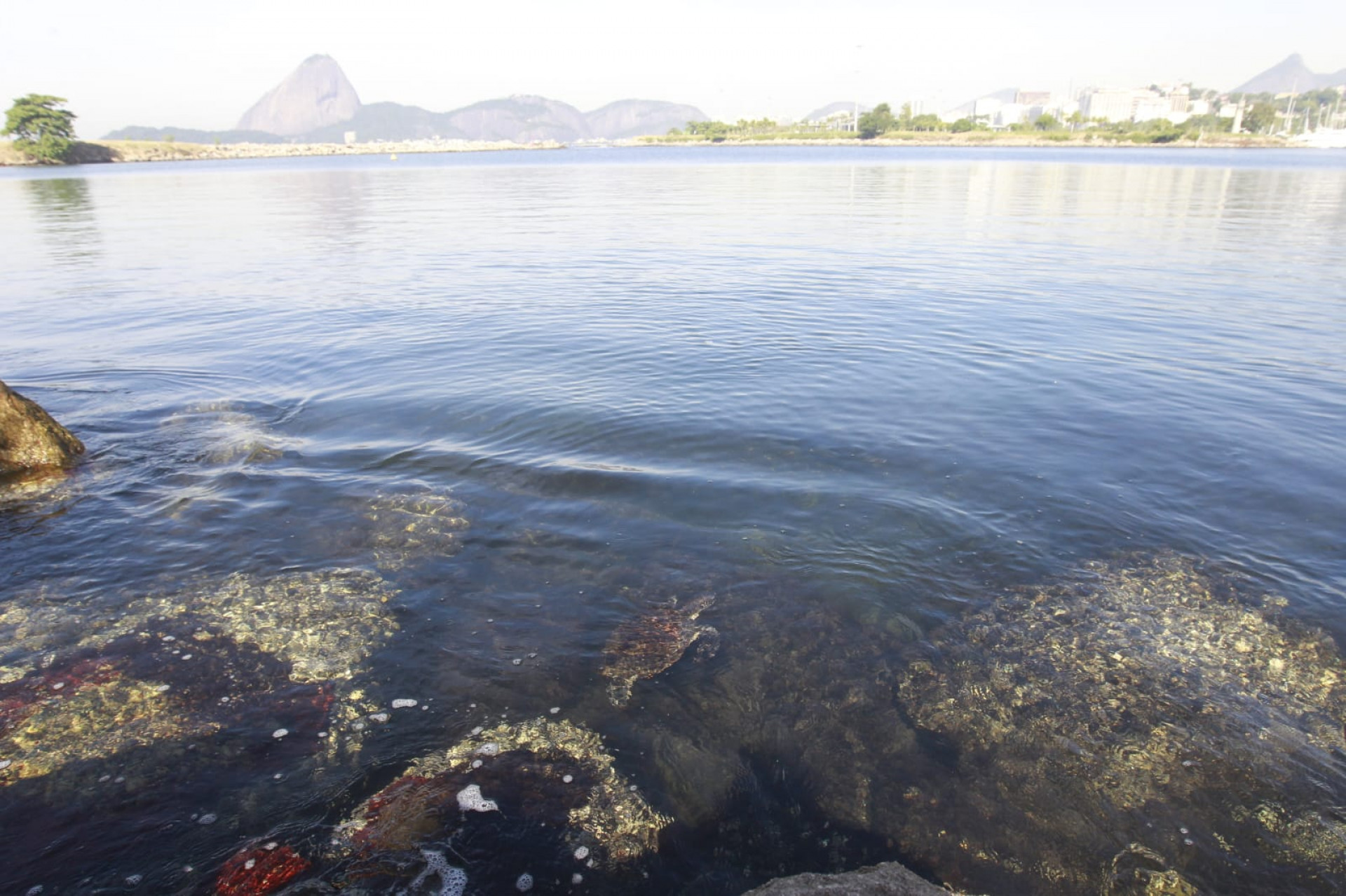 Baía de Guanabara, no trecho próximo ao aeroporto Santos Dumont, nesta quinta-feira (5) - Reginaldo Pimenta / Agência O Dia