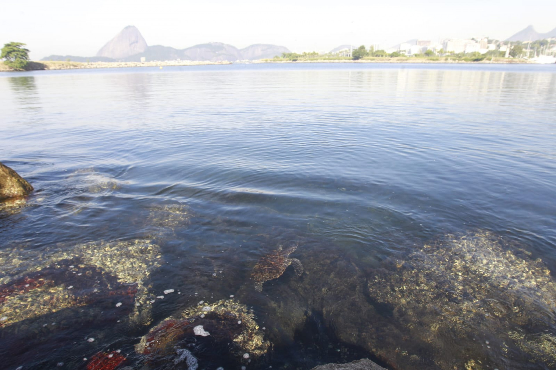 Baía de Guanabara, no trecho próximo ao aeroporto Santos Dumont, nesta quinta-feira (5) - Reginaldo Pimenta / Agência O Dia