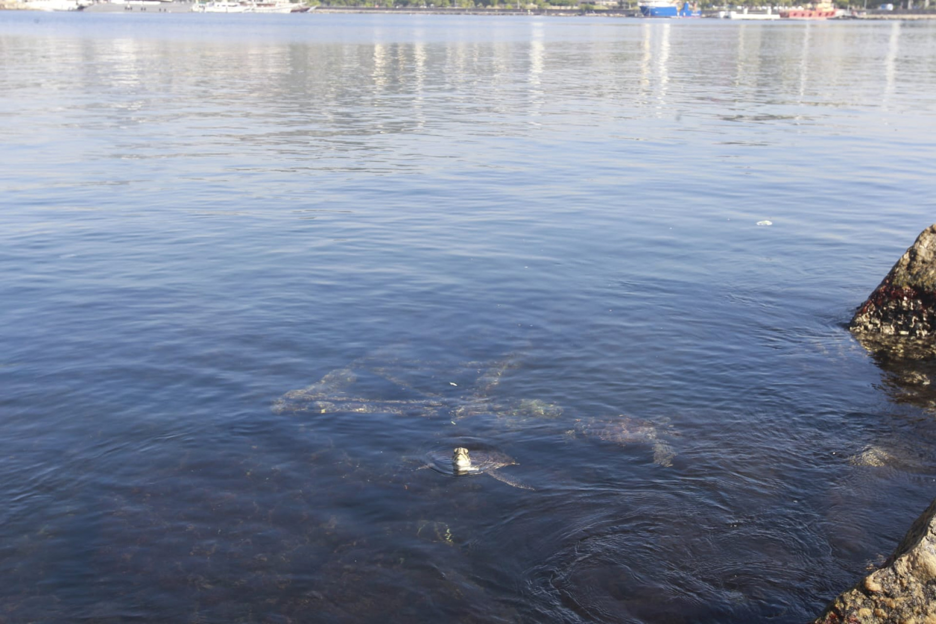 Baía de Guanabara, no trecho próximo ao aeroporto Santos Dumont, nesta quinta-feira (5) - Reginaldo Pimenta / Agência O Dia