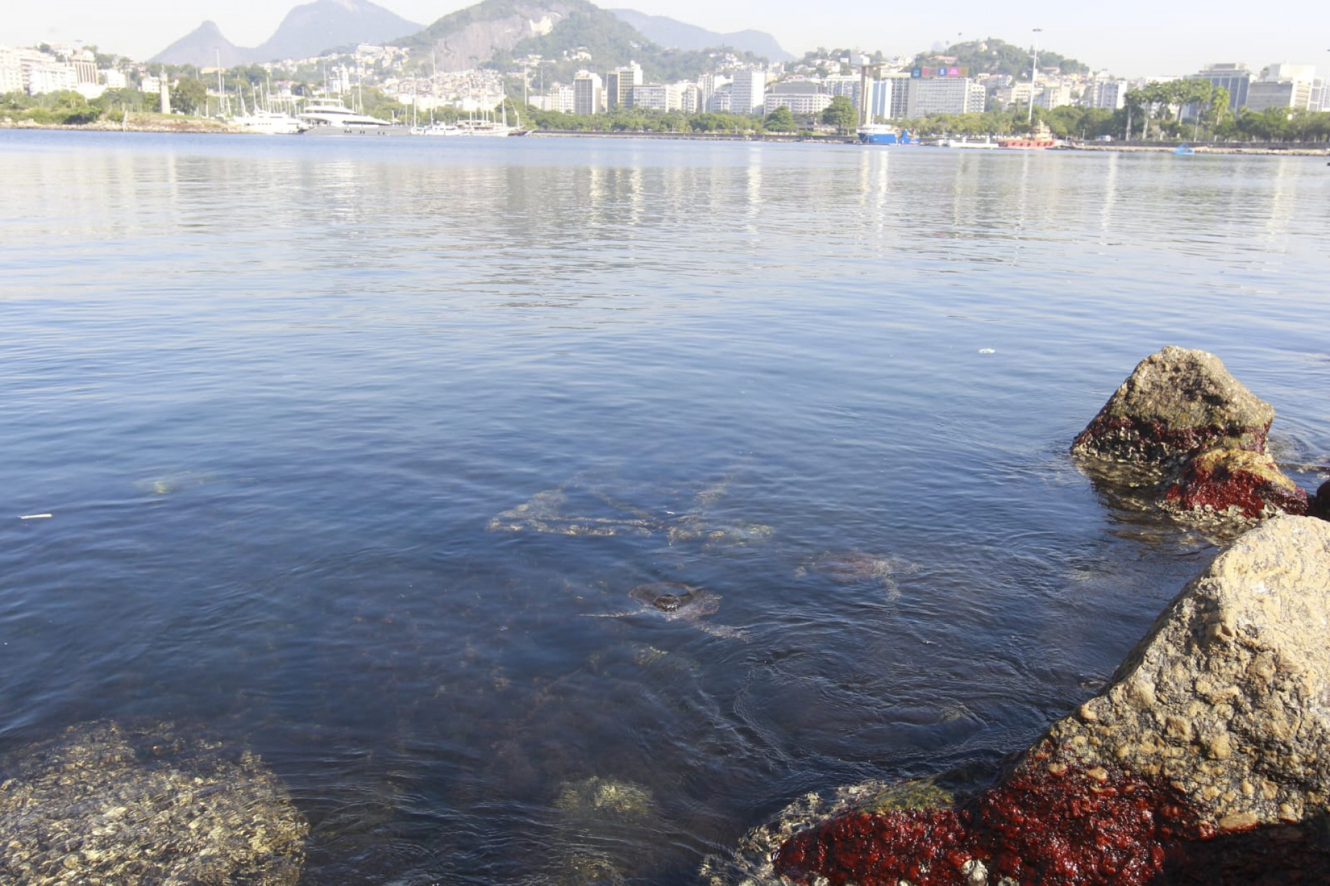 Baía de Guanabara, no trecho próximo ao aeroporto Santos Dumont, nesta quinta-feira (5) - Reginaldo Pimenta / Agência O Dia