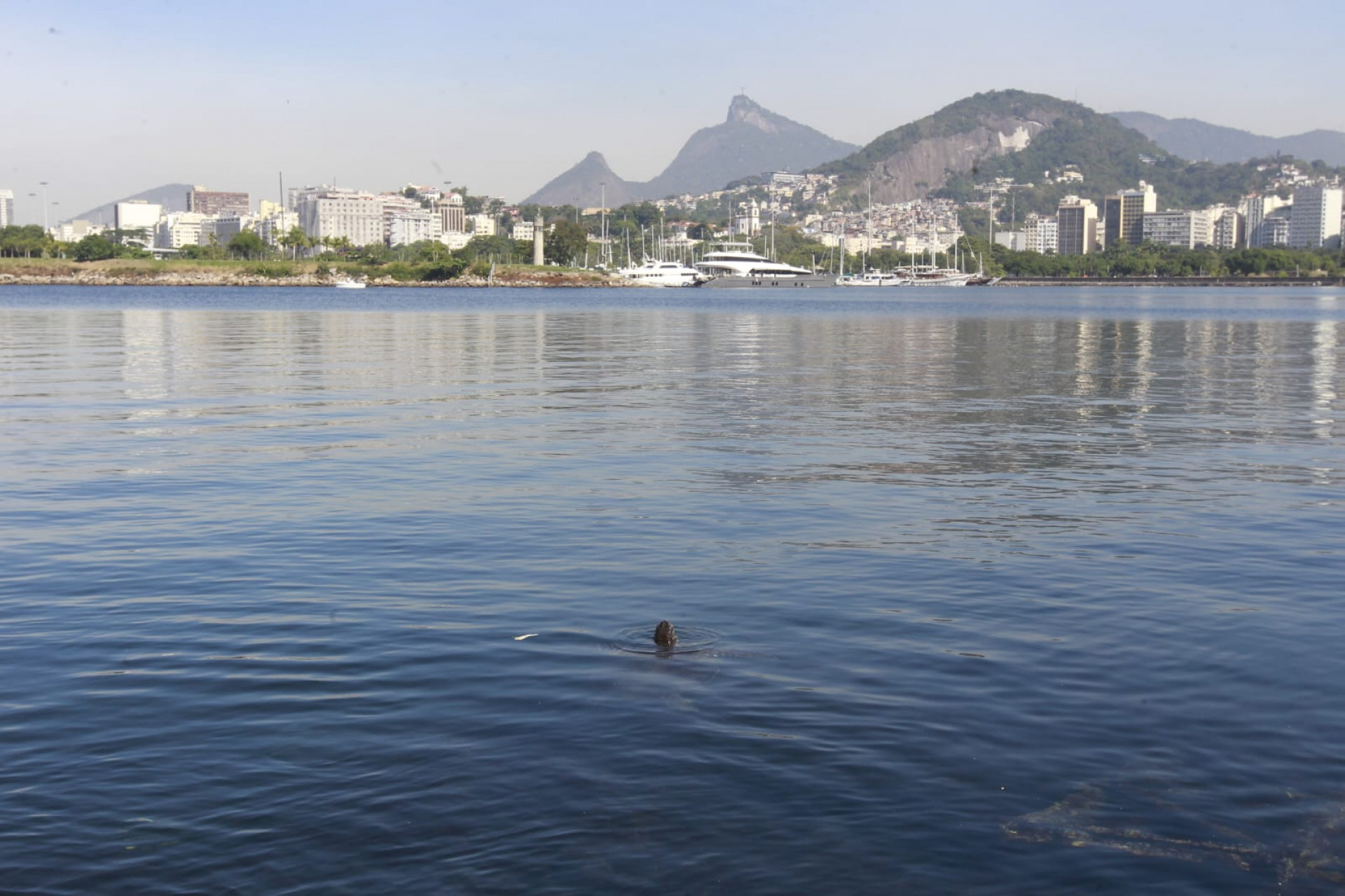 Baía de Guanabara, no trecho próximo ao aeroporto Santos Dumont, nesta quinta-feira (5) - Reginaldo Pimenta / Agência O Dia