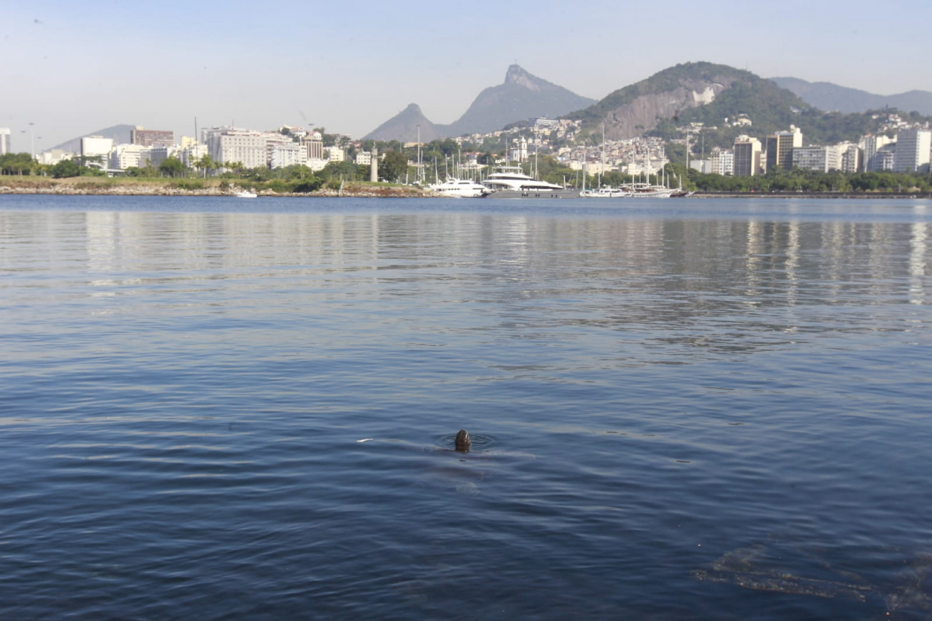 Baía de Guanabara, no trecho próximo ao aeroporto Santos Dumont, nesta quinta-feira (5) - Reginaldo Pimenta / Agência O Dia