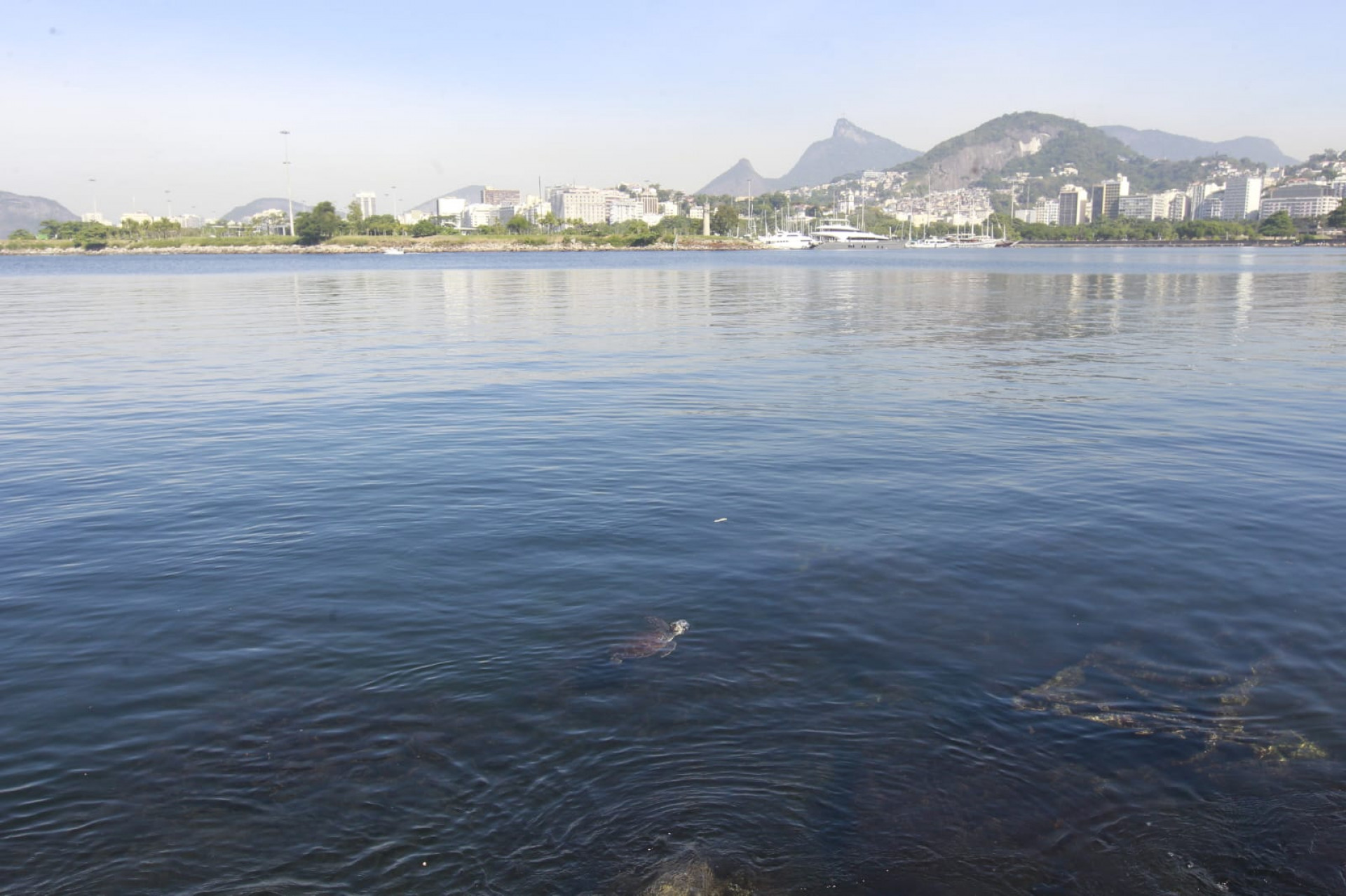 Baía de Guanabara, no trecho próximo ao aeroporto Santos Dumont, nesta quinta-feira (5) - Reginaldo Pimenta / Agência O Dia